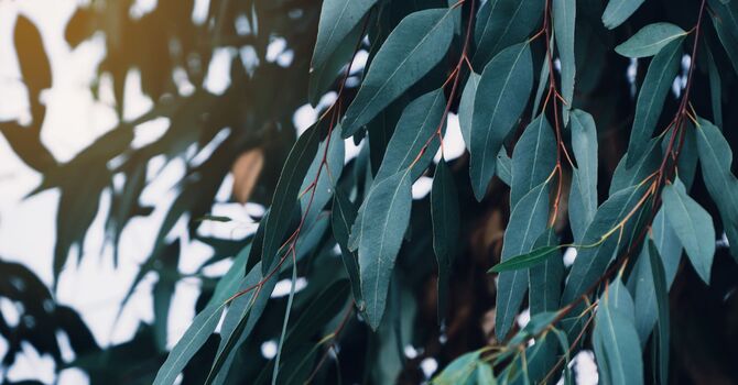 Functional Medicine