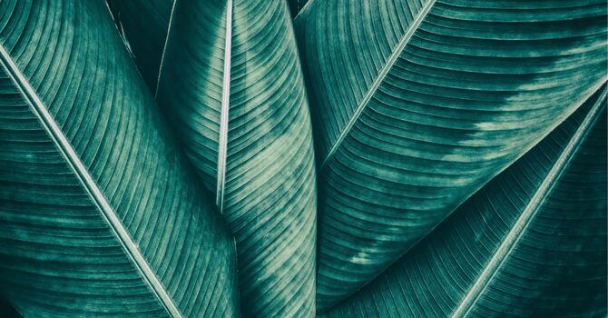 Functional Medicine